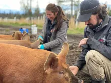 Blood, Sweat, & Food Farms