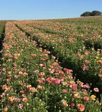 The Flower Fields at Carlsbad Ranch