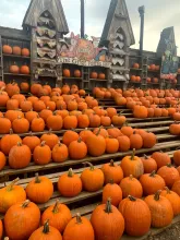 Great Pumpkin Farm