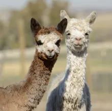 Shambalah Alpaca Ranch